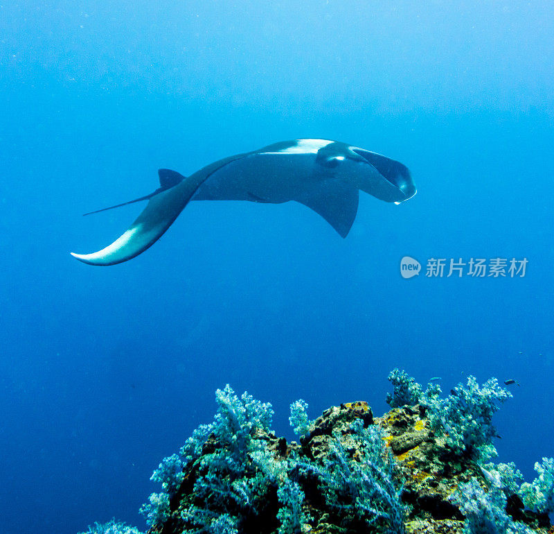 海洋蝠鲼(Manta birostris)游过清洁站。在世界自然保护联盟的红色名单中，这些优雅的动物正在成为野外罕见的景象。